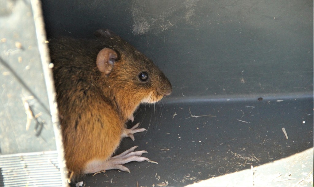 Brazilian Marsh Rat