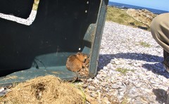 Holochilus brasiliensis