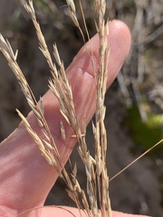 Sporobolus rigidus magnus