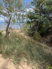 Sporobolus rigidus magnus