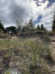 Sporobolus rigidus magnus