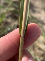 Sporobolus rigidus magnus