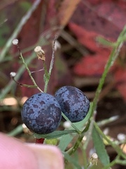 Parthenocissus quinquefolia