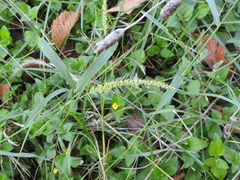 Setaria scheelei