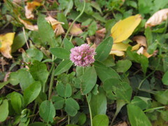 Trifolium pratense