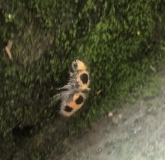 Dasymutilla cressoni