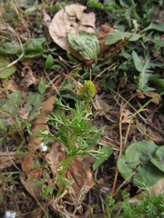 Matricaria discoidea