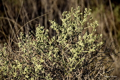 Baccharis articulata