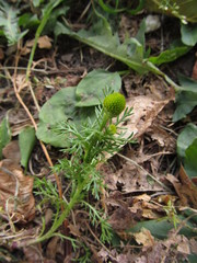 Matricaria discoidea