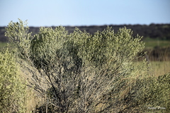 Baccharis articulata