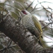 Japanese Green Woodpecker - Photo (c) ken, some rights reserved (CC BY-NC-ND)
