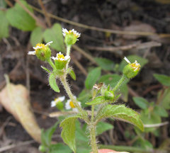 Galinsoga quadriradiata