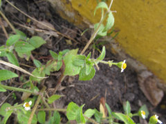 Galinsoga quadriradiata