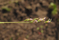 Poa annua