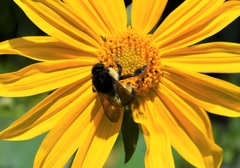 Bombus weisi