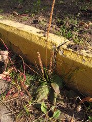 Plantago major