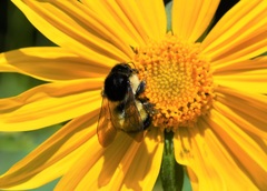 Bombus weisi
