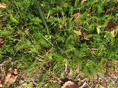 Achillea millefolium