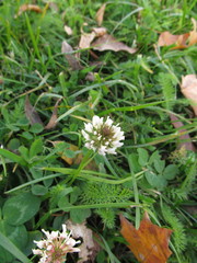 Trifolium repens