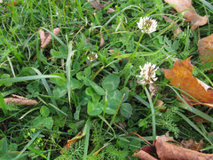 Trifolium repens
