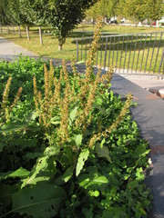 Rumex obtusifolius