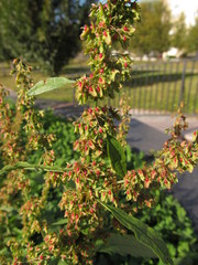 Rumex obtusifolius