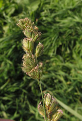 Dactylis glomerata