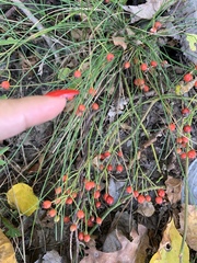 Angiospermae