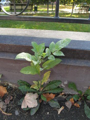 Fraxinus pennsylvanica