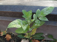 Fraxinus pennsylvanica