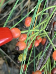 Angiospermae