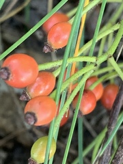 Angiospermae