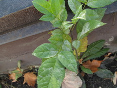 Fraxinus pennsylvanica