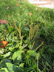 Plantago major