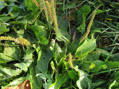 Plantago major