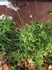 Sisymbrium officinale