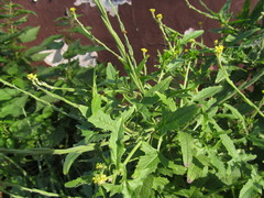 Sisymbrium officinale