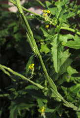 Sisymbrium officinale