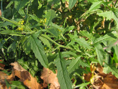 Sisymbrium officinale