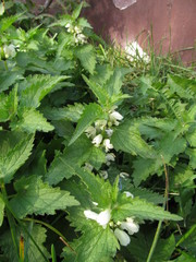 Lamium album