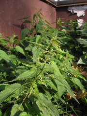 Urtica dioica