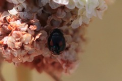 Hyperaspis lateralis