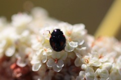 Hyperaspis lateralis