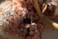 Hyperaspis lateralis