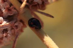 Hyperaspis lateralis