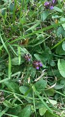 Prunella vulgaris