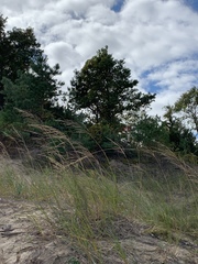 Sporobolus rigidus magnus