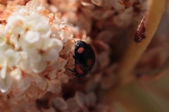 Hyperaspis lateralis