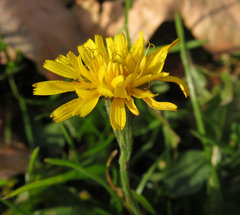 Scorzoneroides autumnalis