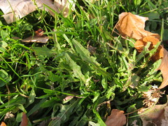 Scorzoneroides autumnalis